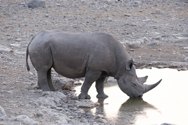 Чёрный Носорог Водоёма Намибии — стоковое фото