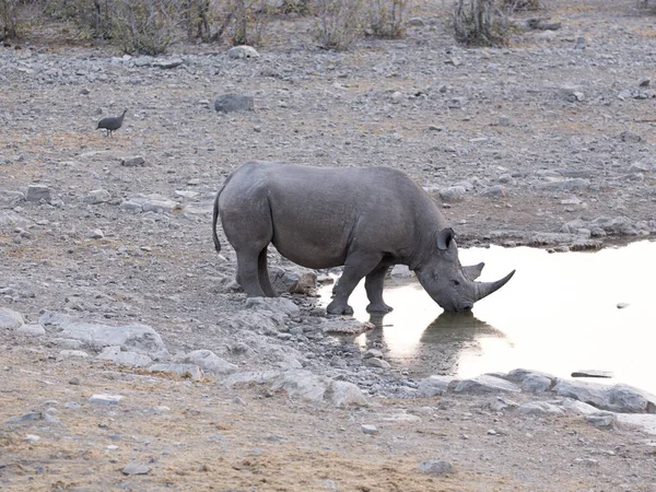 Ein Spitzmaulnashorn Wasserloch Namibia — Stockfoto