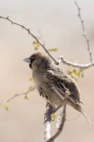 Photo Sparrow Namibia — Stock Photo, Image