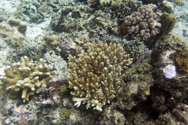 Endonezya, Togean adalarındaki harika deniz yaşamı