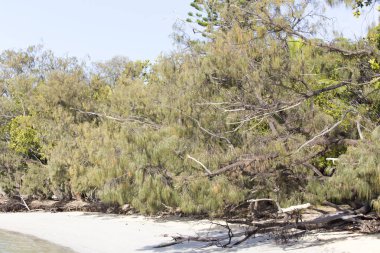 Yeni Kaledonya 'dan Flora, sahilde yetişen bir ağacın detayları.