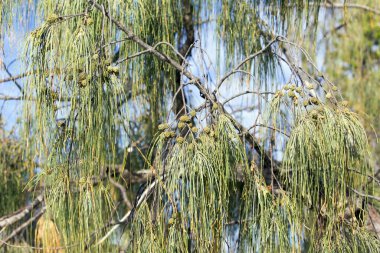 Yeni Kaledonya 'dan Flora, sahilde yetişen bir ağacın detayları.