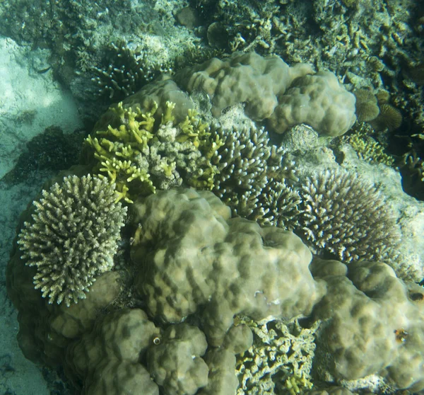 Nádherný Mořský Život Togejských Ostrovech Indonésie — Stock fotografie