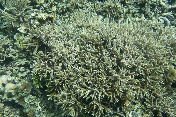 Merveilleuse Vie Marine Dans Les Îles Togean Indonésie — Photo