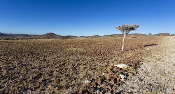 Чудовий Пустельний Краєвид Намібії Африка — стокове фото