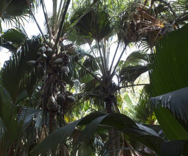 Mayıs Vadisi 'nin içinde, Hindistan ceviziyle ünlü, Seyşeller' de.