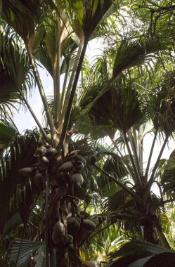 Mayıs Vadisi 'nin kenarında, Hindistan ceviziyle ünlü, Seyşeller' de.