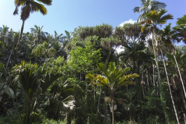 Mayıs Vadisi 'nin içinde, Hindistan ceviziyle ünlü, Seyşeller' de.
