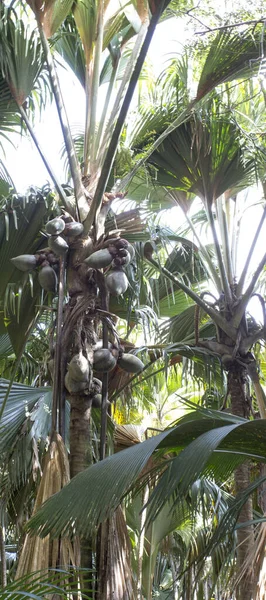 Mei Vallei Beroemd Kokosnoot Seychellen — Stockfoto