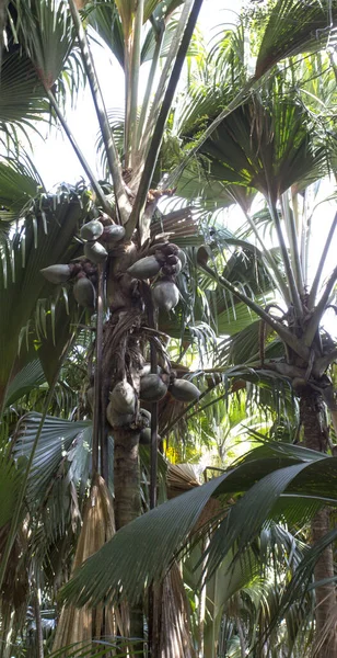 Mei Vallei Beroemd Kokosnoot Seychellen — Stockfoto