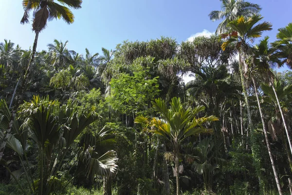 Dentro Del Valle Mayo Famoso Por Coco Seychelles — Foto de Stock