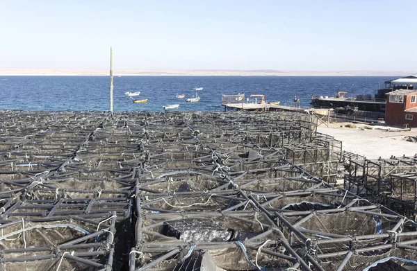 Bahia Inglesa Chile August 2019 Traps Lobsters Fishing Industry Chile — Stock Photo, Image
