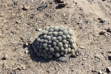 Pan de Azucar parkında çöl kaktüsü, Şili 'nin kuzeyinde.