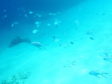 Birçok küçük balık Yeni Kaledonya denizinde yüzüyor.