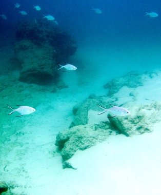 Birçok küçük balık Yeni Kaledonya denizinde yüzüyor.
