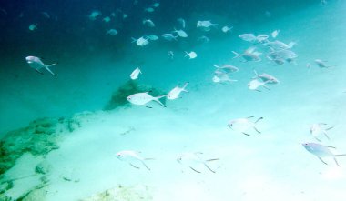 Birçok küçük balık Yeni Kaledonya denizinde yüzüyor.