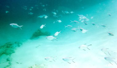 Birçok küçük balık Yeni Kaledonya denizinde yüzüyor.