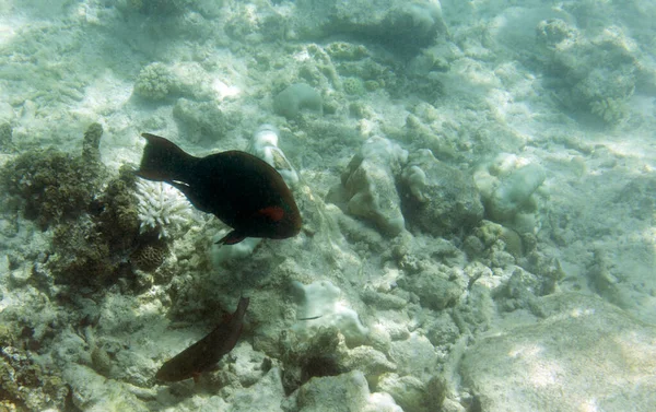 Peixes Tropicais Nadando Oceano Índico — Fotografia de Stock