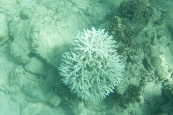 Bleaching Corals Seychelles Sea Seychelles — Stock Photo, Image