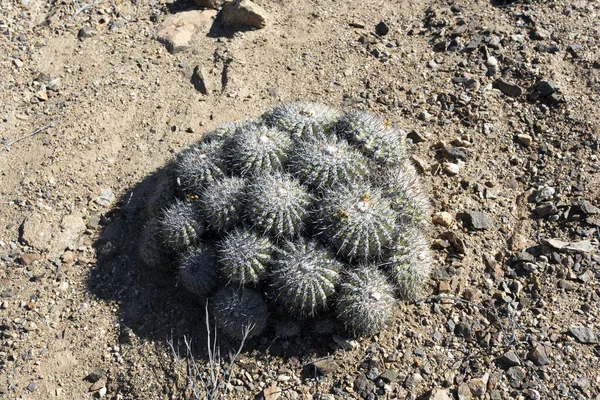 Cactus Désert Dans Parc Pan Azucar Nord Chili — Photo