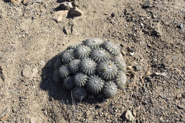 Desert Cactus Pan Azucar Park North Chile — Stock Photo, Image