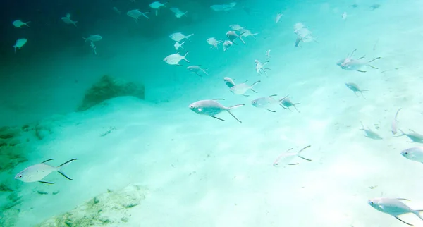 Birçok Küçük Balık Yeni Kaledonya Denizinde Yüzüyor — Stok fotoğraf