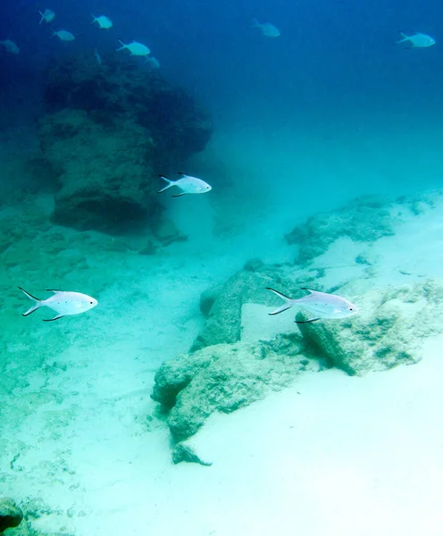 Birçok küçük balık Yeni Kaledonya denizinde yüzüyor.