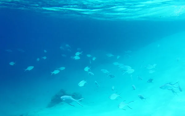 Birçok Küçük Balık Yeni Kaledonya Denizinde Yüzüyor — Stok fotoğraf