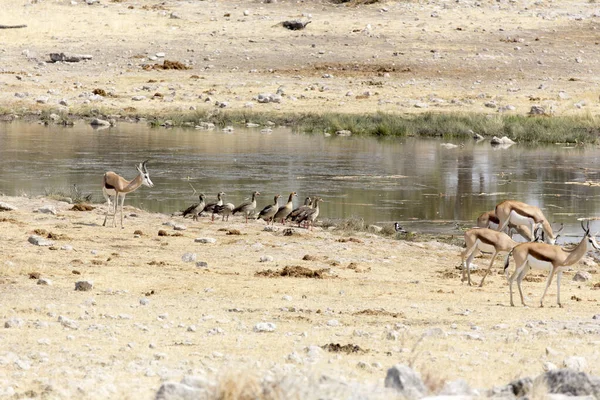 Grupo Springboks Namíbia Procura Água — Fotografia de Stock