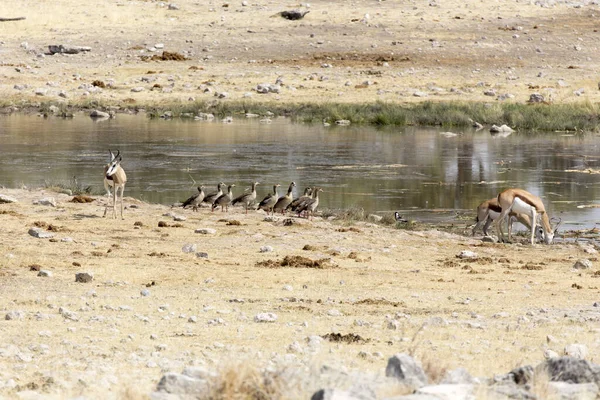 Eine Gruppe Springböcke Namibia Auf Der Suche Nach Wasser — Stockfoto