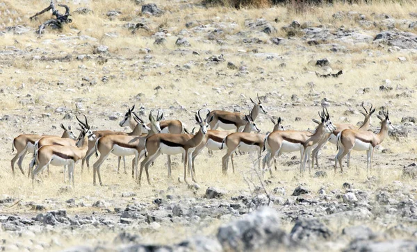 Grupo Springboks Namibia Busca Agua —  Fotos de Stock