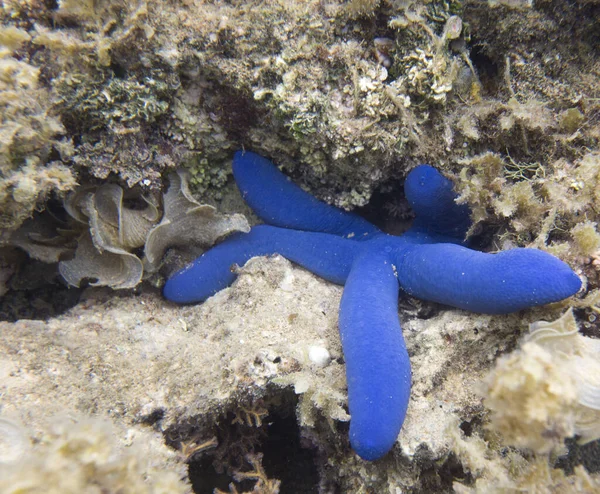 Photo Blue Starfish Sea New Caledonia — Stock Photo, Image