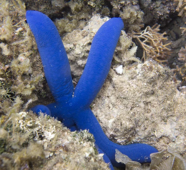 Photo Blue Starfish Sea New Caledonia — Stock Photo, Image