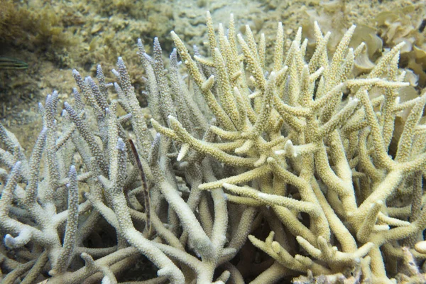 Close View Acropora Koralowce Nowej Kaledonii — Zdjęcie stockowe