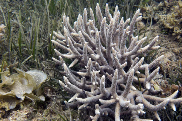 新喀里多尼亚的针头珊瑚近景 — 图库照片