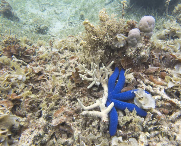 Фото Голубой Морской Звезды Море Новой Каледонии — стоковое фото