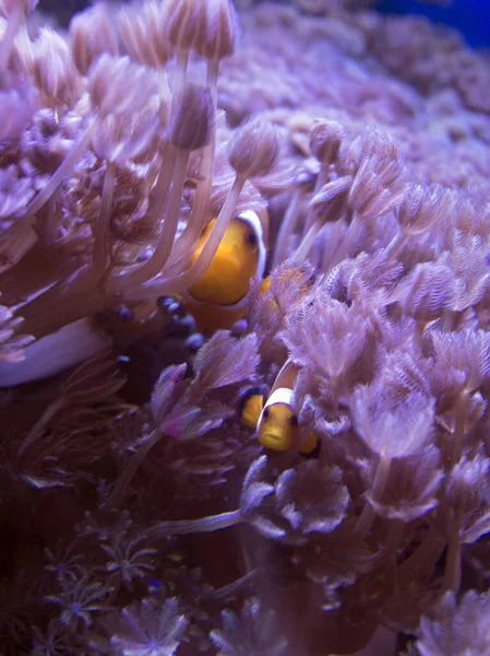 Amphiprion Ocellaris Balıkları Denizde Mercanlar Arasında Yüzerler — Stok fotoğraf