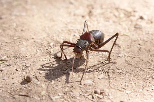 Een Insect Wandelt Woestijn Namibië — Stockfoto