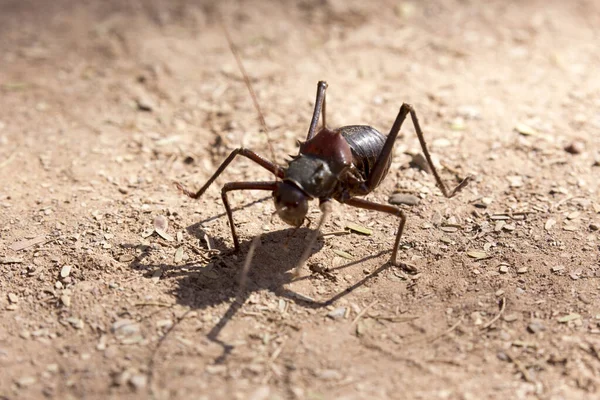 Een Insect Wandelt Woestijn Namibië — Stockfoto