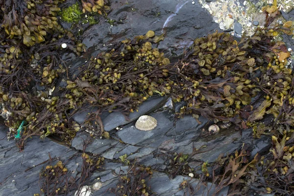 Pohled Mořské Řasy Atlantském Oceánu Francii — Stock fotografie