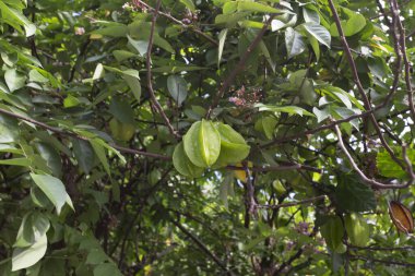 Bir Carambola bitkisi. Lezzetli yıldız meyvesi.