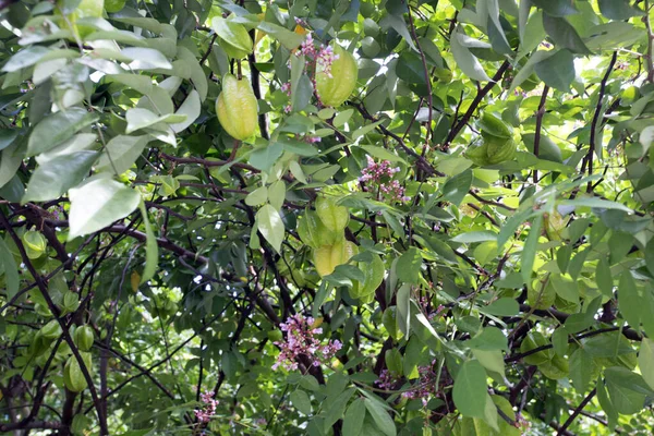 Une Plante Carambola Délicieux Fruit Étoilé — Photo