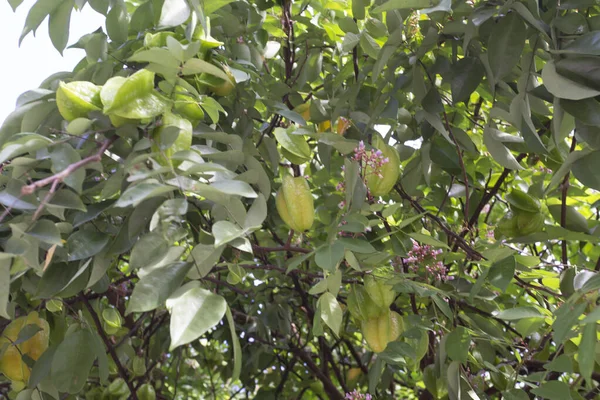 Une Plante Carambola Délicieux Fruit Étoilé — Photo