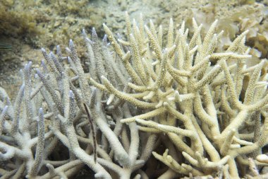 Yeni Kaledonya 'daki akropora mercanlarının resmi