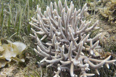 Yeni Kaledonya 'daki akropora mercanlarının resmi