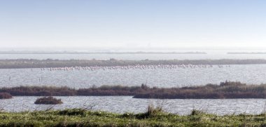 Comacchio, İtalya 'da çok sayıda flamingo kuşu var.