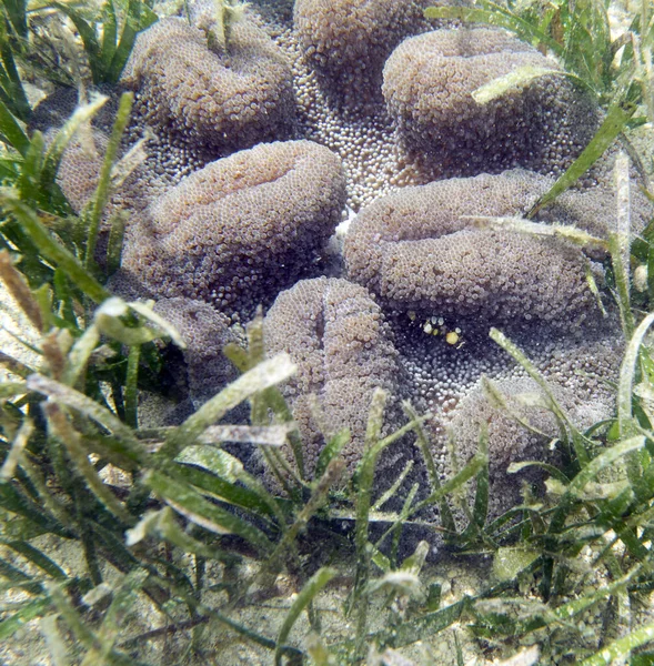 Coral Natureza Com Camarão Vermelho Sobre Ele Indonésia — Fotografia de Stock