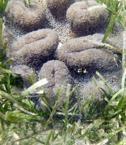 Coral Natureza Com Camarão Vermelho Sobre Ele Indonésia — Fotografia de Stock