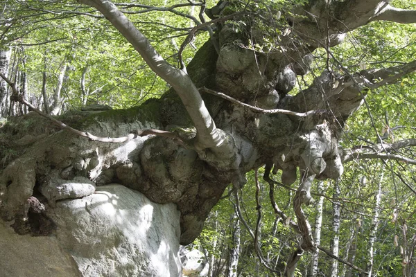 意大利北部一颗生长在石头上的巨树 — 图库照片