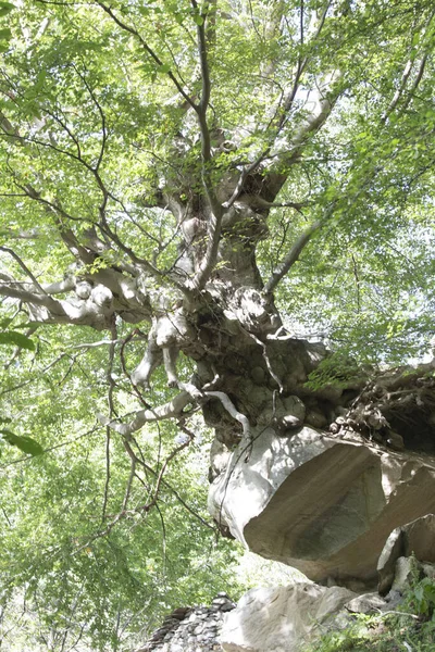 Giant Tree Growing Stone North Italy — Stock Photo, Image